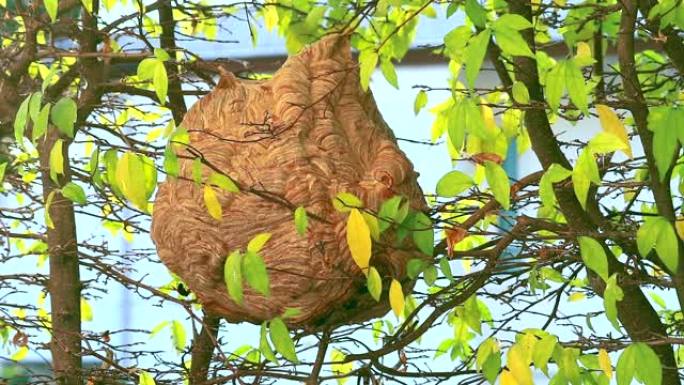黄蜂在花园里的一棵树上筑巢，注意，不要靠近并撞到它。因为它会刺人2