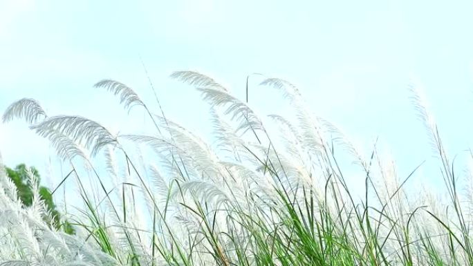 Saccharum spontaneum棕色草花在野外舞蹈蓝天背景中跳舞