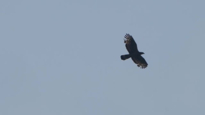 Crested honey buzzard (ptilorhynchus) -兴安自然保护区