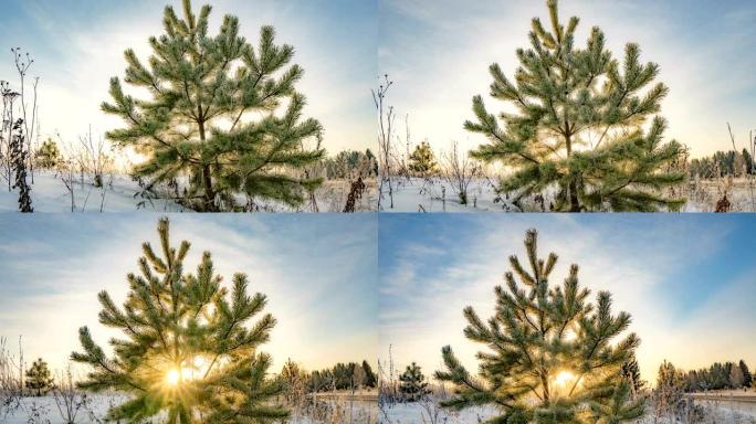 时光流逝，美丽的冬季风景，一棵年轻的松树在美丽的冬季天空的背景
