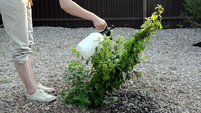 女人从害虫，昆虫和疾病梅树中喷洒植物