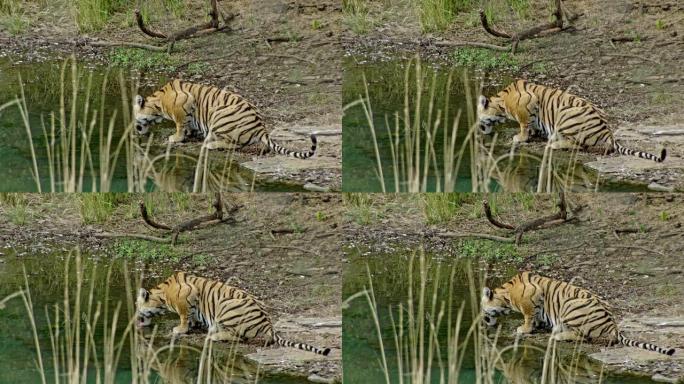 老虎饮用水蹲下坐下匍匐背影饮水喝水