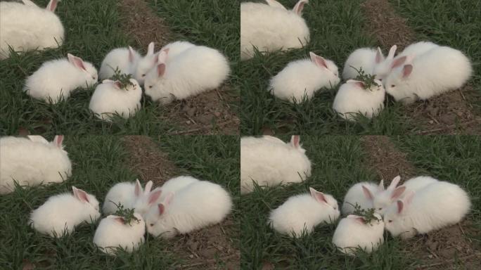 白色兔子一起吃草的特写镜头。多莉出去了