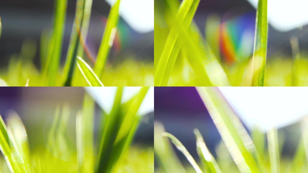在早晨的阳光下，用水滴拍摄绿草。春天的感觉。相机穿越草地