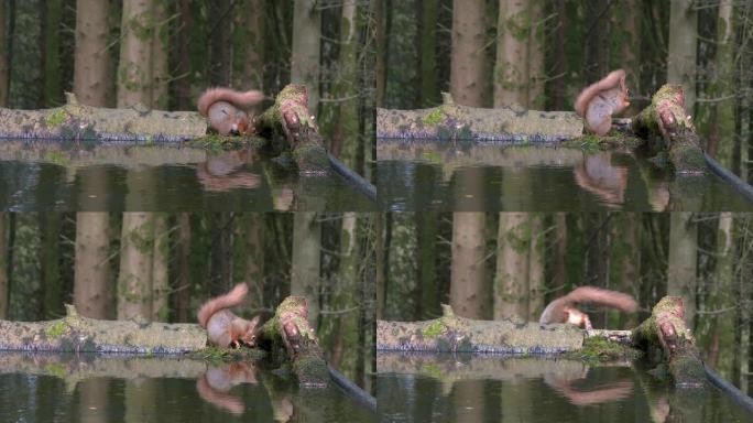 红松鼠在积水中寻找食物