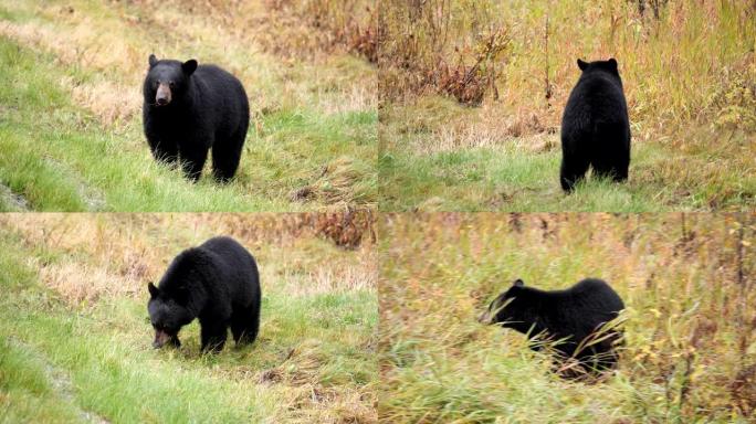 黑熊熊科熊属熊种