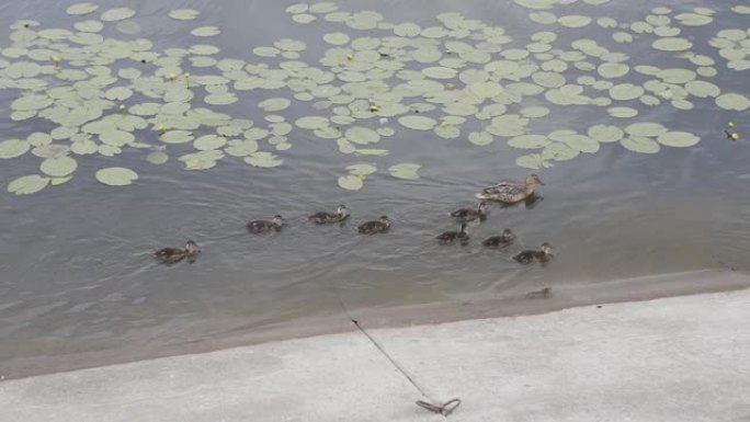 灰鸭和小鸭子在湖上游泳