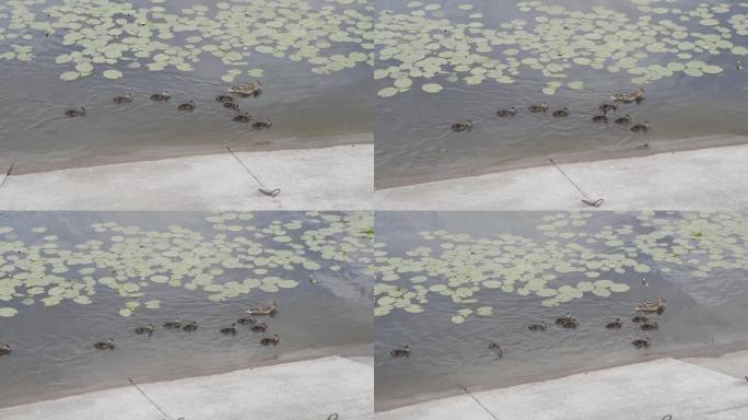 灰鸭和小鸭子在湖上游泳