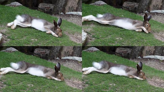 山野兔，天兔，又称白野兔。