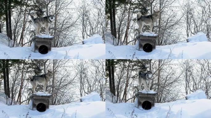 西西伯利亚莱卡。一只锁链上的猎狗站在狗窝上吠叫。俄罗斯。4K