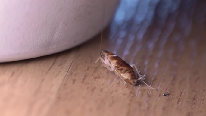 小蟑螂吃着小块糖，从微距镜头后面摆动天线视图。4K，白色垃圾桶，室内客厅，木质层压地板，棕色，光，阴