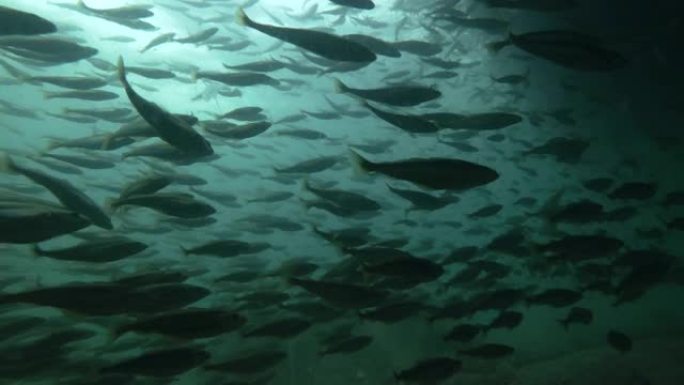大量的黑鳕鱼或小型鳕鱼 (Notothenia microlepidota) 在浅水水下游泳