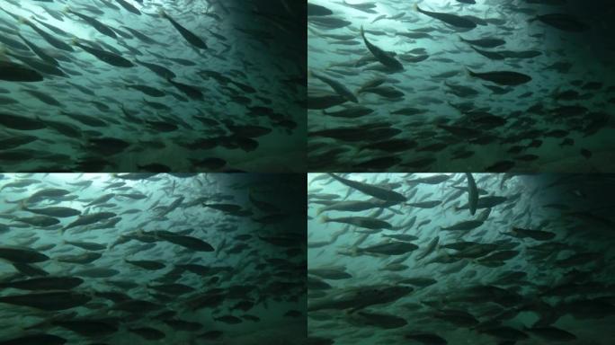 大量的黑鳕鱼或小型鳕鱼 (Notothenia microlepidota) 在浅水水下游泳