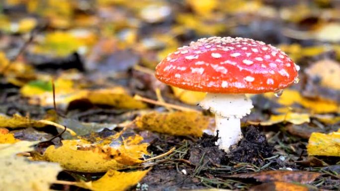 蘑菇红头上的白色斑点