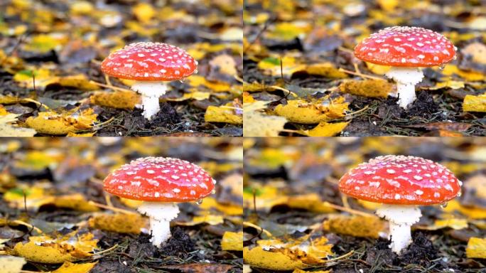 蘑菇红头上的白色斑点