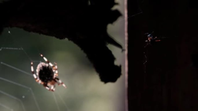 森林里网上的蜘蛛。受害者掉进了网上。