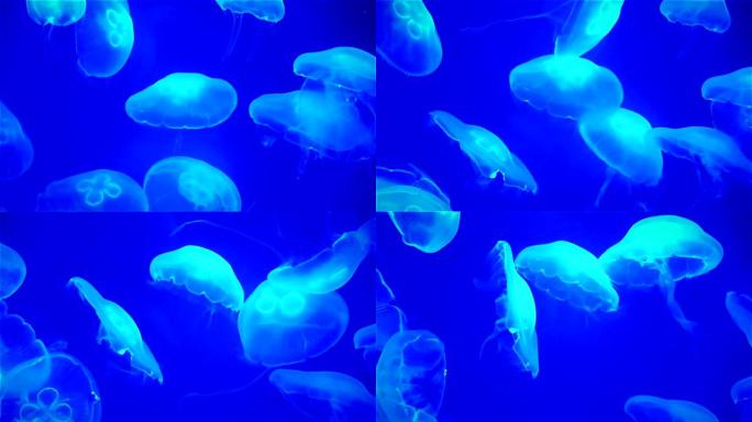 一小点游泳的水母游泳海底世界海洋生物