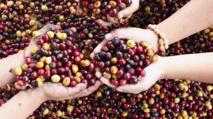 阿拉比卡咖啡浆果在山地部落儿童的手，繁荣的收获季节，有机咖啡生产在高海拔山区在清莱，泰国。