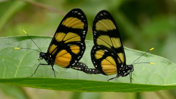 一对尾巴相互粘在一起的漂亮蝴蝶对称地观察