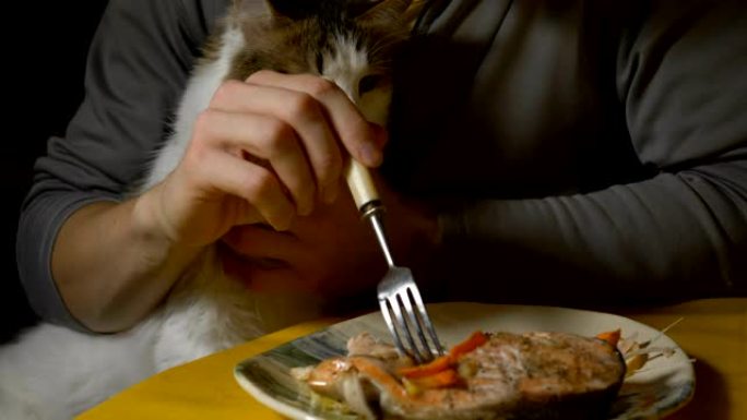 有趣的彩色猫和主人坐在桌子上吃红鱼