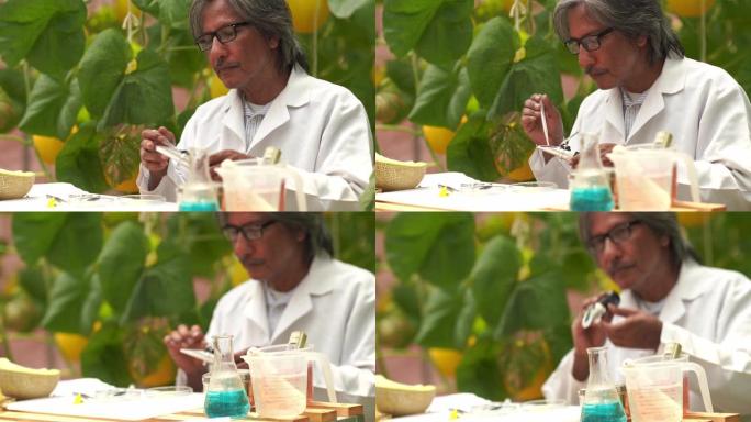 研究人员测试了用于研究和开发的甜瓜作物品种的甜度，转基因食品，生物食品概念