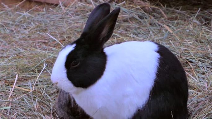 稻草里的兔子实拍视频