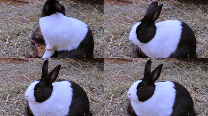 稻草里的兔子实拍视频