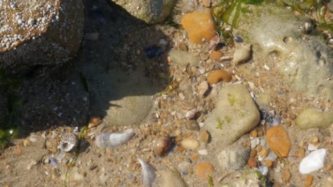 在浅海水中，Pagurus bernhardus和其他生物快速移动4K