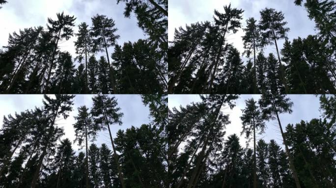 相机在冬季森林中的高大冷杉树中行走。看看枞树的树冠。当我们走进或走过像森林这样的童话故事时，万向节稳