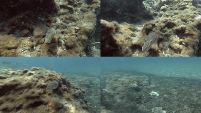 欧洲普通墨鱼 (Sepia officinalis) 在覆盖有藻类的岩石礁石上游泳。地中海，希腊