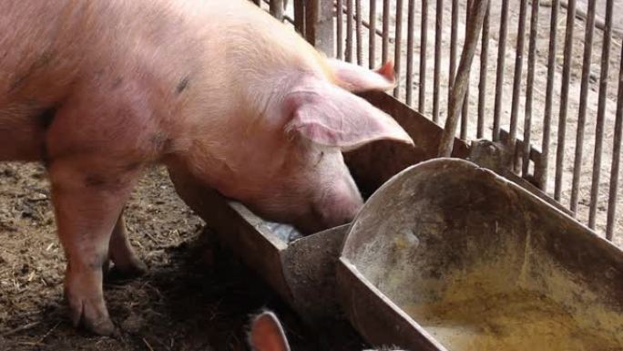 从槽里喝水并住在谷仓里的猪。
