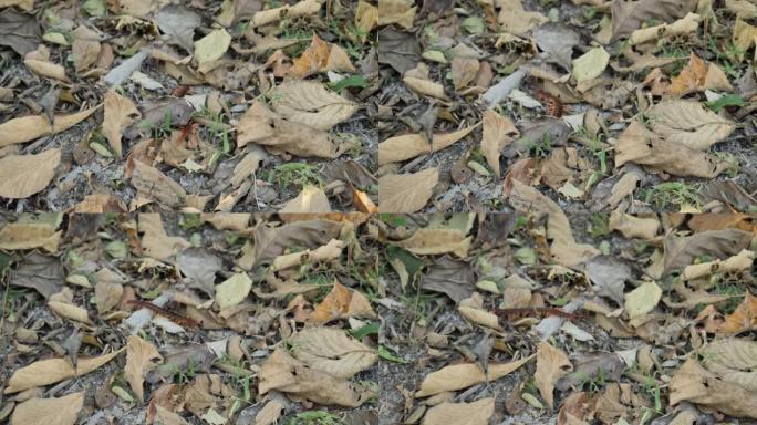 蜈蚣在森林的干叶中爬行。慢动作