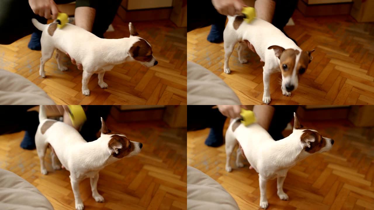 毛茸茸的杰克·罗素狗在蜕皮季节在客厅脱毛