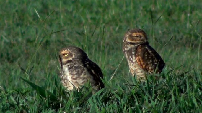 地面上的一对穴居猫头鹰 (Athene cunicularia)。