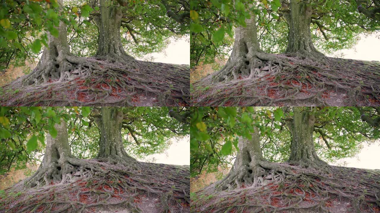 英国威尔特郡埃夫伯里著名海滩树的根