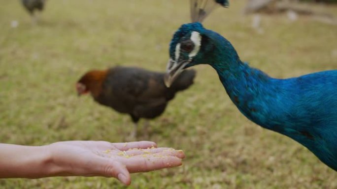美丽多彩的孔雀与一个男人互动，用手喂养