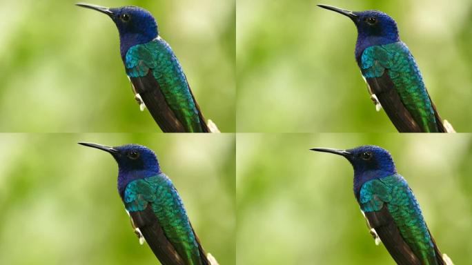 绿色背景的蓝色和青色蜂鸟的全幅特写镜头