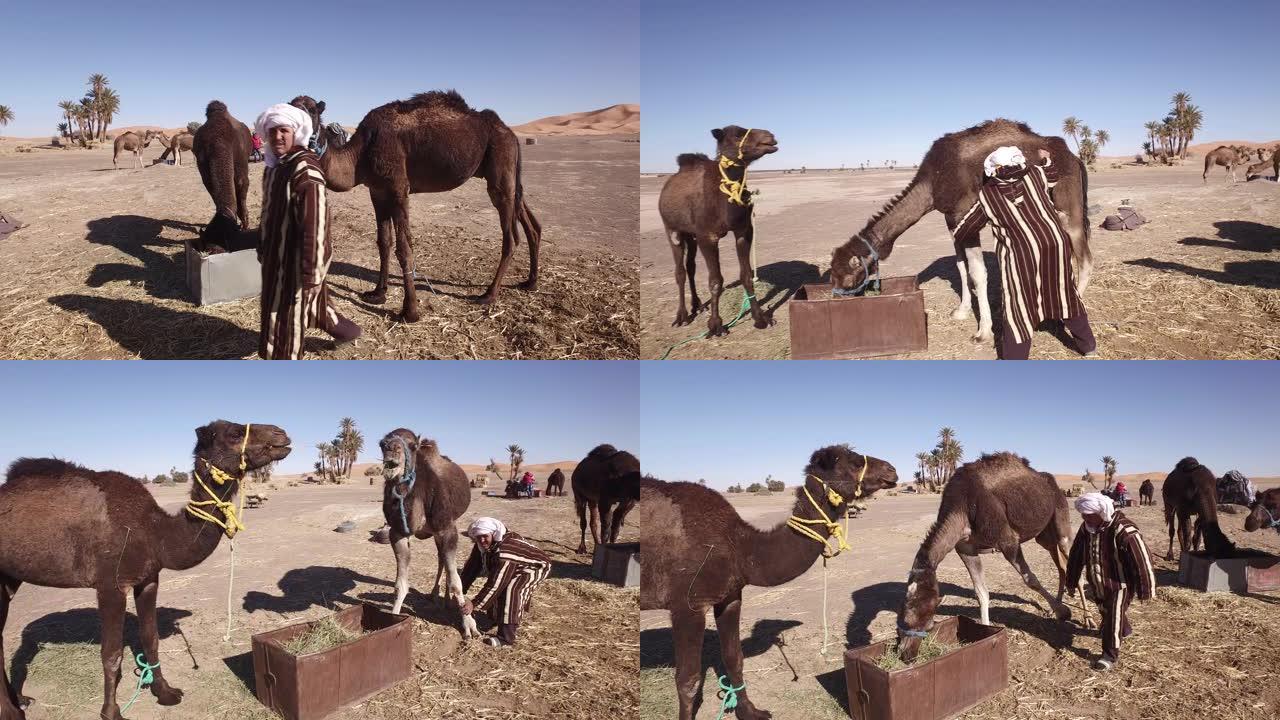年轻的图阿雷格人在非洲西撒哈拉沙漠上饲养骆驼