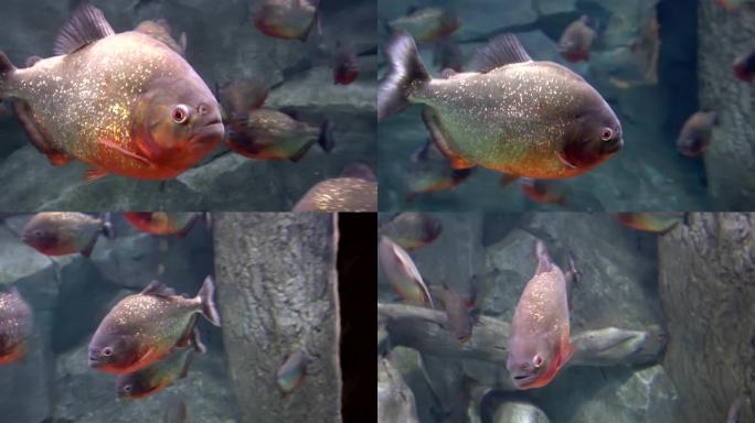 掠食性淡水食人鱼，生活在南美洲热带地区的河流和淡水水体中。