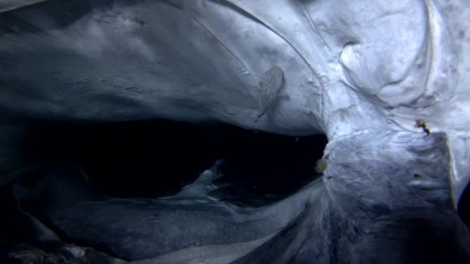 鲸鲨的肖像-严重受伤的犀牛typus嘴过滤-夜间喂养浮游生物，印度洋，马尔代夫，亚洲