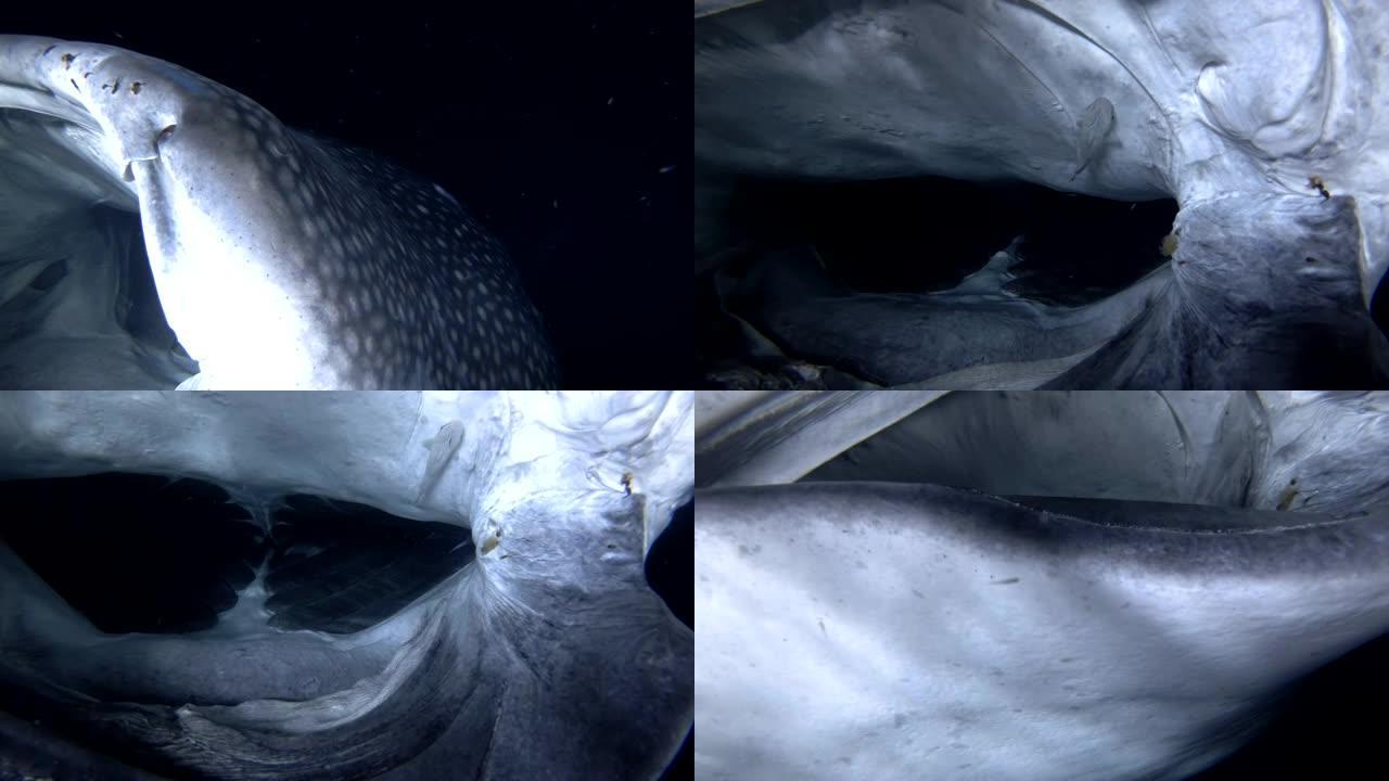 鲸鲨的肖像-严重受伤的犀牛typus嘴过滤-夜间喂养浮游生物，印度洋，马尔代夫，亚洲