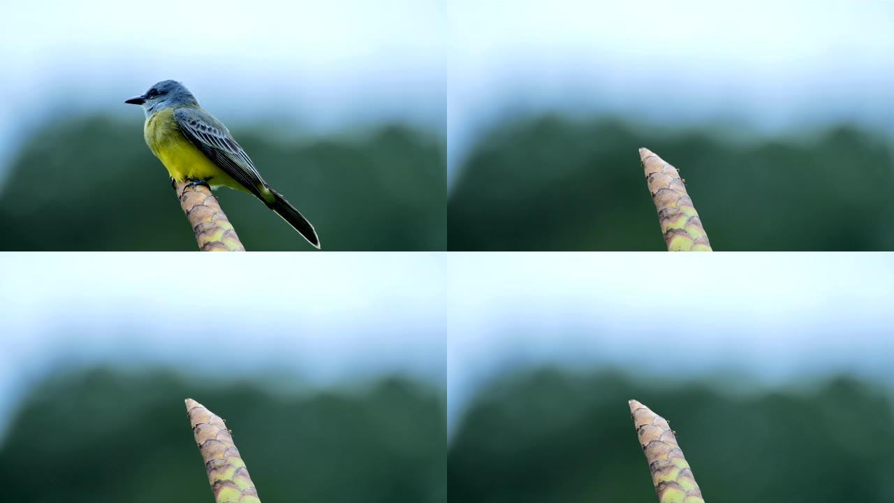 来自哥斯达黎加的热带王鸟。
