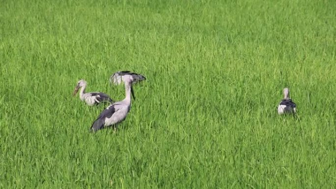 小鸟生活在绿色的稻田里。