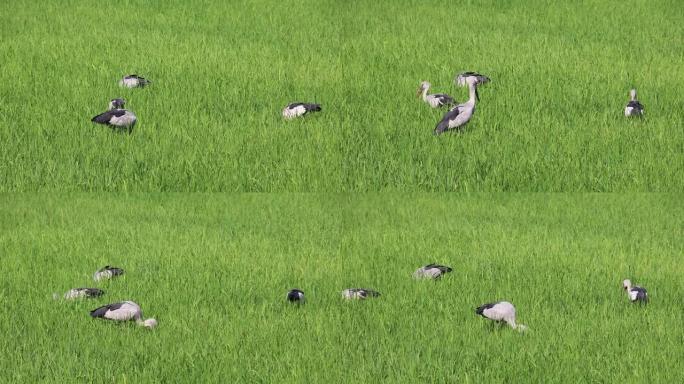 小鸟生活在绿色的稻田里。