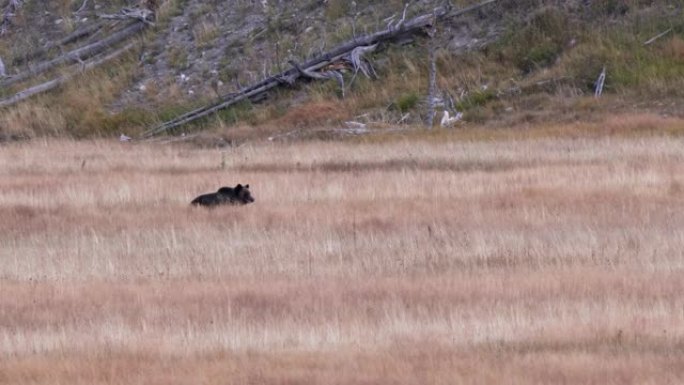 坐在黄石草地上的灰熊幼崽的远射