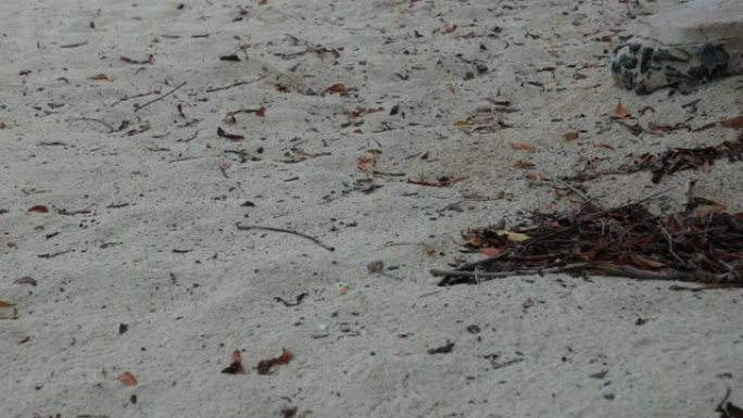小螃蟹在沙子里爬行，宽镜头