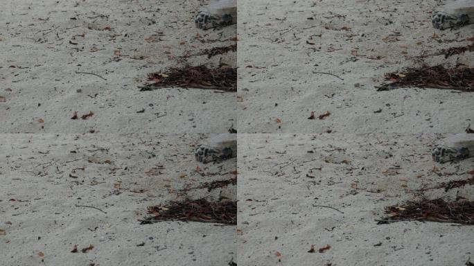 小螃蟹在沙子里爬行，宽镜头