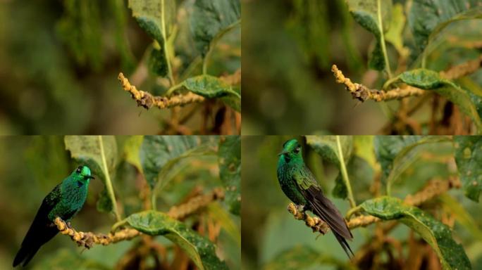 绿色紫罗兰耳蜂鸟，哥斯达黎加