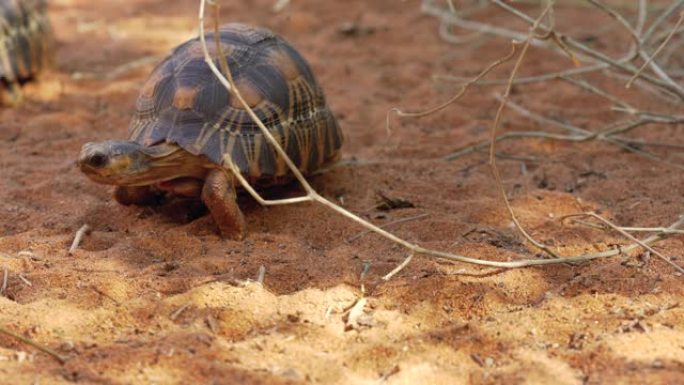 辐射龟-Astrochelys radiata-极度濒危的龟种，马达加斯加特有的，在地面上行走