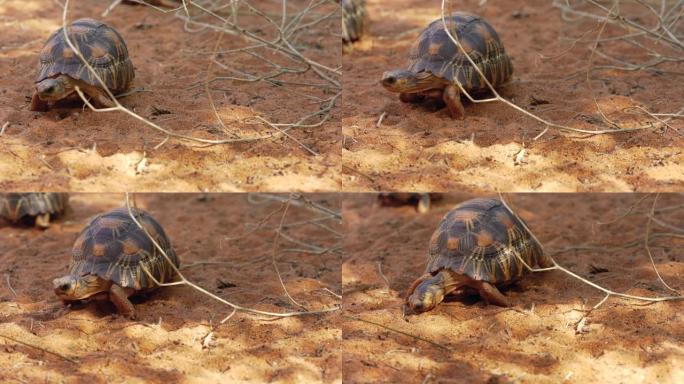 辐射龟-Astrochelys radiata-极度濒危的龟种，马达加斯加特有的，在地面上行走